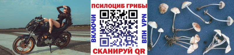 Псилоцибиновые грибы Magic Shrooms  купить наркотики цена  Приволжск 